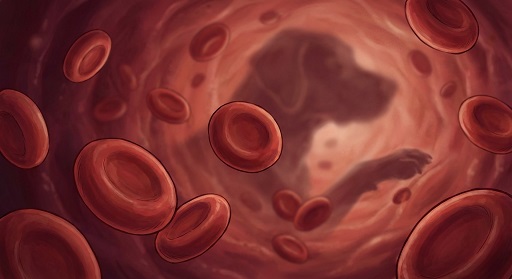 Эритроциты (RBC) у собаки — норма, причины отклонений в анализе крови